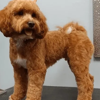 Fluffy Dog After Grooming Squarecrop 